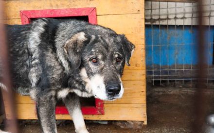 Senior Lukas sucht Gnadenplatz
