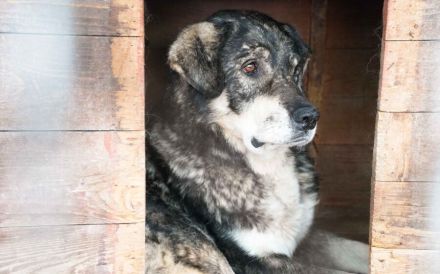 Senior Lukas sucht Gnadenplatz