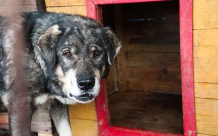 Senior Lukas sucht Gnadenplatz