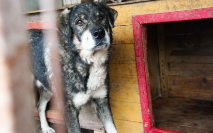 Senior Lukas sucht Gnadenplatz