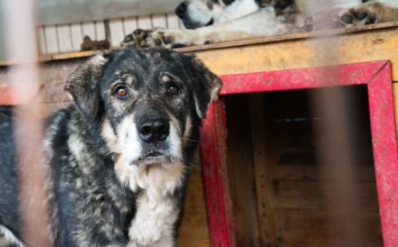 Senior Lukas sucht Gnadenplatz