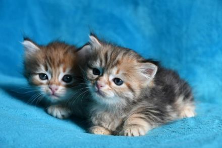 Reinrassige Sibirische Katzenbabys in black golden tabby classic