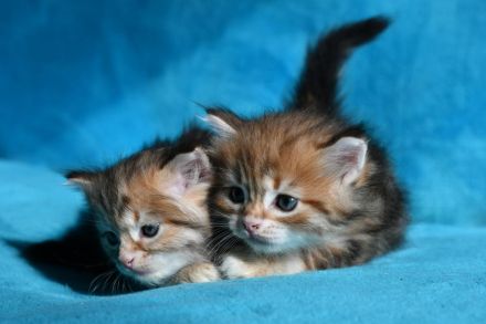 Reinrassige Sibirische Katzenbabys in black golden tabby classic