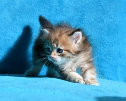 Reinrassige Sibirische Katzenbabys in black golden tabby classic