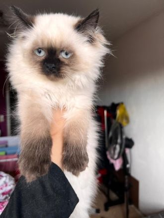 Wunderschöne Kitten sucht dich