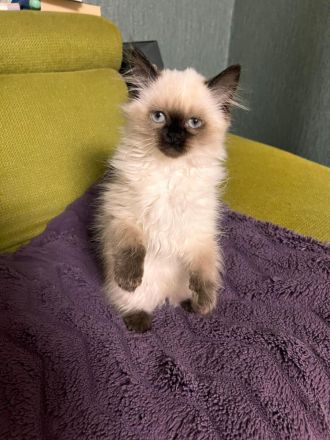 Wunderschöne Kitten sucht dich