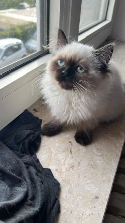 Wunderschöne Kitten sucht dich