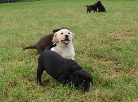 Labrador Welpen in gelb (blond), schoko chocolate braun und schwarz sehr kinderlieb und verspielt