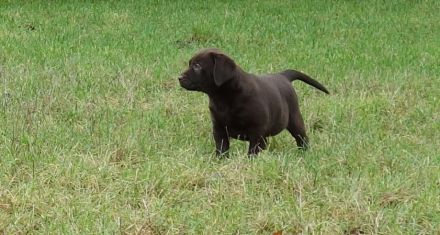 Labrador Welpen in gelb (blond), schoko chocolate braun und schwarz sehr kinderlieb und verspielt