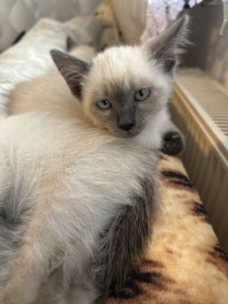 Süße Siam Birma mix Babys