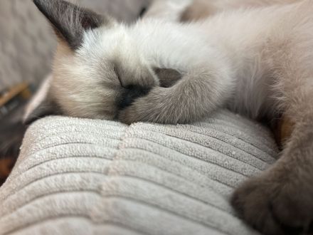 Süße Siam Birma mix Babys