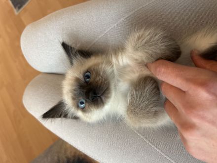 Süße Siam Birma mix Babys