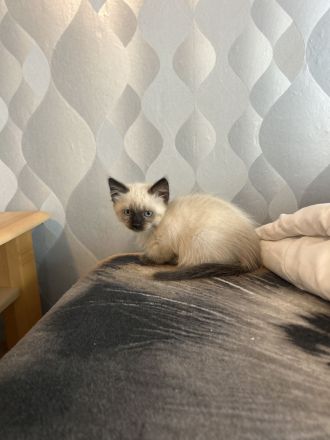 Süße Siam Birma mix Babys