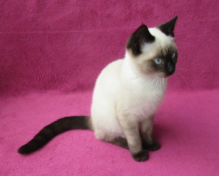 Süßes, verspieltes Katzenmädchen Siam Mix weiß 4 1/2 Monate Kätzchen weiblich Katze Katzenbaby
