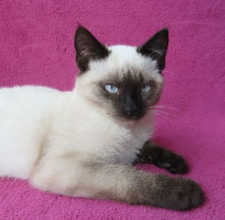 Süßes, verspieltes Katzenmädchen Siam Mix weiß 4 1/2 Monate Kätzchen weiblich Katze Katzenbaby