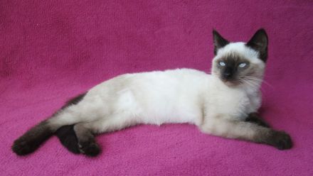 Süßes, verspieltes Katzenmädchen Siam Mix weiß 4 1/2 Monate Kätzchen weiblich Katze Katzenbaby