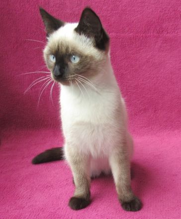 Süßes, verspieltes Katzenmädchen Siam Mix weiß 4 1/2 Monate Kätzchen weiblich Katze Katzenbaby