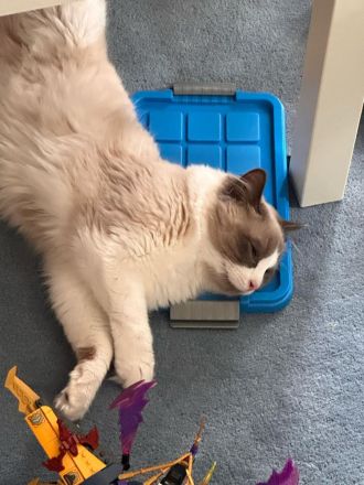 Ragdoll Kater 9 Monate alt sucht seine Familie mit Freigang