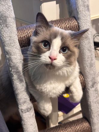 Ragdoll Kater 9 Monate alt sucht seine Familie mit Freigang