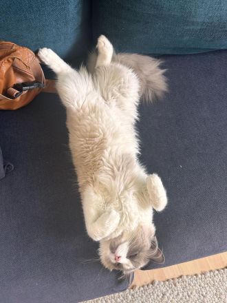 Ragdoll Kater 9 Monate alt sucht seine Familie mit Freigang