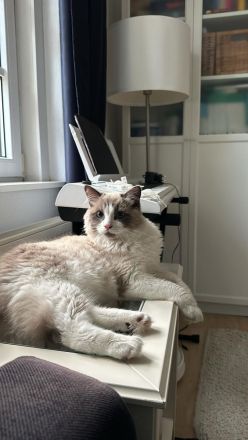 Ragdoll Kater 9 Monate alt sucht seine Familie mit Freigang