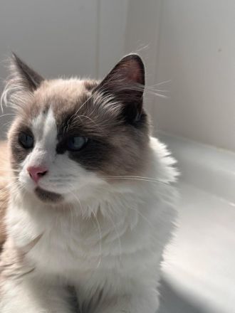 Ragdoll Kater 9 Monate alt sucht seine Familie mit Freigang