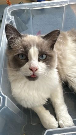 Ragdoll Kater 9 Monate alt sucht seine Familie mit Freigang