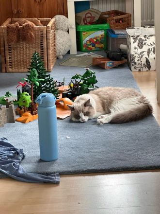 Ragdoll Kater 9 Monate alt sucht seine Familie mit Freigang