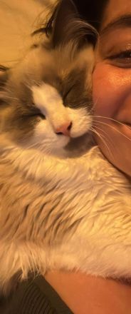 Ragdoll Kater 9 Monate alt sucht seine Familie mit Freigang