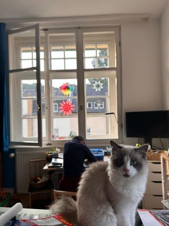 Ragdoll Kater 9 Monate alt sucht seine Familie mit Freigang