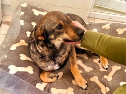 Sanfte Hundeseele Nilea sucht Zuhause