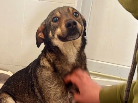 Sanfte Hundeseele Nilea sucht Zuhause