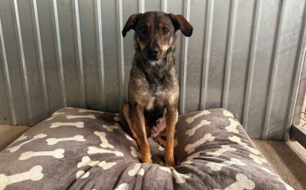 Sanfte Hundeseele Nilea sucht Zuhause