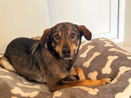 Sanfte Hundeseele Nilea sucht Zuhause