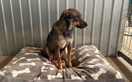 Sanfte Hundeseele Nilea sucht Zuhause