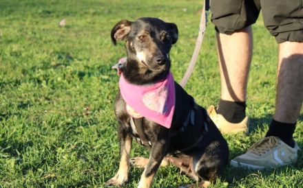 Zauberhafte Cinderella mit liebevollem Wesen