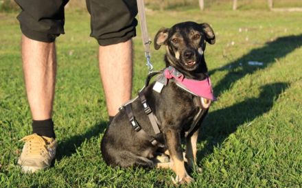 Zauberhafte Cinderella mit liebevollem Wesen