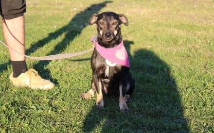 Zauberhafte Cinderella mit liebevollem Wesen