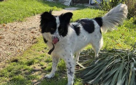 Soziale Sienna sucht aktives Zuhause