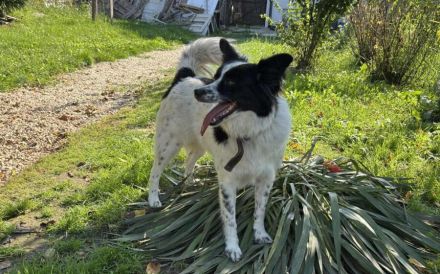 Soziale Sienna sucht aktives Zuhause