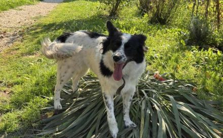 Soziale Sienna sucht aktives Zuhause