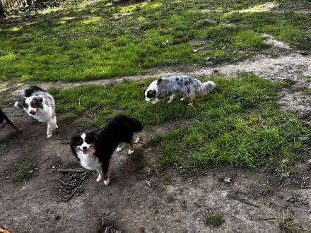 Mini Australien Shepherd
