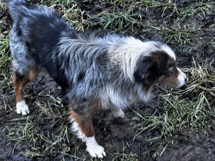 Mini Australien Shepherd