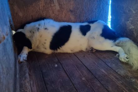 Schutzzone für Flöckchen gesucht