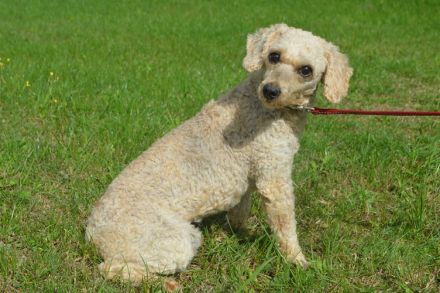 FLUFFY - Kleinpudel (kastriert) - NOTFALL - (SGB 450,00 €)
