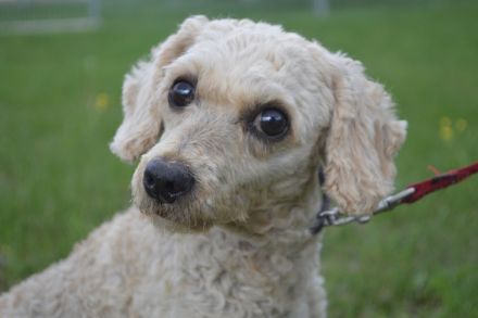 FLUFFY - Kleinpudel (kastriert) - NOTFALL - (SGB 450,00 €)