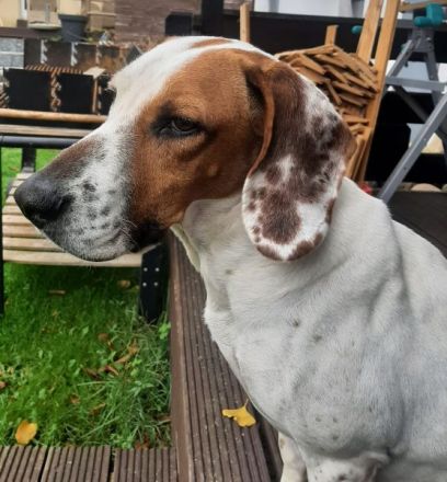 Zack, geb. ca. 10/2022, lebt auf einer Pflegestelle in 23566 Lübeck