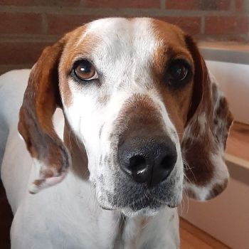 Zack, geb. ca. 10/2022, lebt auf einer Pflegestelle in 23566 Lübeck