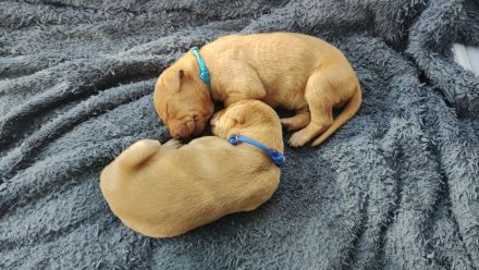 Süße Labrador -Vizsla Welpen