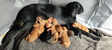 Süße Labrador -Vizsla Welpen